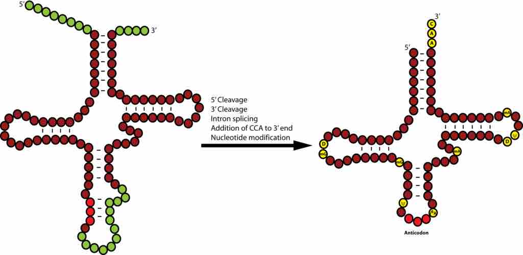 Processing of a pre-tRNA.